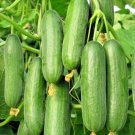 USA Seller BEIT ALPHA CUCUMBER 30 Seeds Organic Non-Gmo MIDDLE EAST Sweet