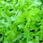 USA Seller SALAD BOWL LETTUCE 600 Seeds Organic Non-GMO Spring