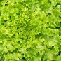 USA Seller SALAD BOWL LETTUCE 600 Seeds Organic Non-GMO Spring