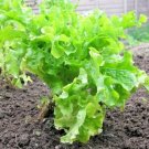 USA Seller SALAD BOWL LETTUCE 600 Seeds Organic Non-GMO Spring