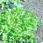 USA Seller SALAD BOWL LETTUCE 600 Seeds Organic Non-GMO Spring