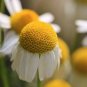 USA Seller COMMON GERMAN CHAMOMILE Flower 1000 Seeds Organic Herbal Tea Garden