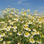 USA Seller COMMON GERMAN CHAMOMILE Flower 1000 Seeds Organic Herbal Tea Garden