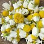 USA Seller COMMON GERMAN CHAMOMILE Flower 1000 Seeds Organic Herbal Tea Garden