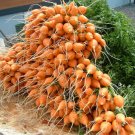 USA Seller PARISIAN 2"ROUND CARROT 800 Seeds Organic Non-Gmo Gourmet Garden