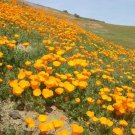 USA Seller DWARF CALIFORNIA POPPY 1000 Seeds Native Wildflower Garden