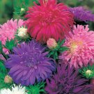 USA Seller 500 China Aster "POWDER PUFF" Mix Seeds Cut Flowers Garden