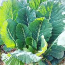 Collard Green Georgia Southern Heirloom 50 Seeds