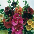 Hollyhock Organic Heirloom Pink, Red & Yellow Colors 25 Seeds