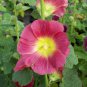 Hollyhock Organic Heirloom Pink, Red & Yellow Colors 25 Seeds
