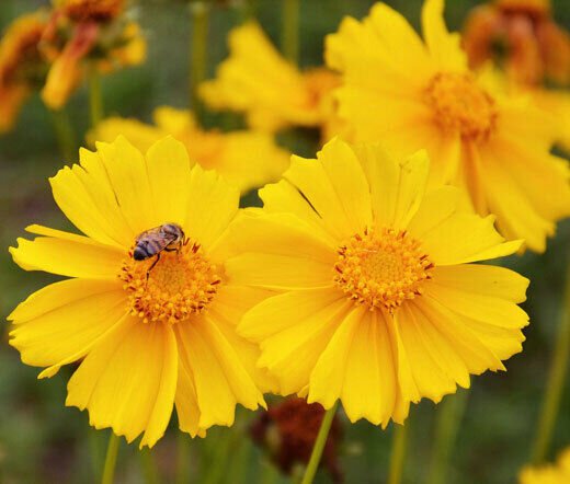 Coreopsis Lanceleaf Flower 100 Seeds For Garden Patio