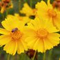 Coreopsis Lanceleaf Flower 100 Seeds For Garden Patio