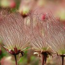 Guarantee Geum triflorum Prairie Smoke 10 Seeds