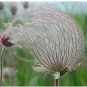 Guarantee Geum triflorum Prairie Smoke 10 Seeds