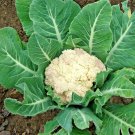 Cauliflower Snowball Heirloom Organic Non Gmo 25 Seeds