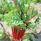 Rhubarb Swiss Chard Heirloom Organic Non-Gmo Seeds