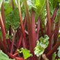 Rhubarb Swiss Chard Heirloom Organic Non-Gmo Seeds
