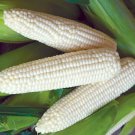 Corn White Evergreen Heirloo Organic 20 Seeds