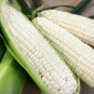 Corn White Evergreen Heirloo Organic 20 Seeds