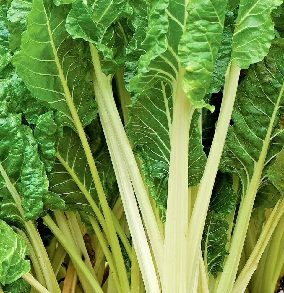 Swiss Chard Large White Ribbed Heirloom Organic 25 Seeds