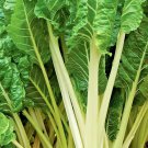 Swiss Chard Large White Ribbed Heirloom Organic 25 Seeds