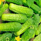 Pickling Cucumber National Heirloom Non Gmo 25 Seeds