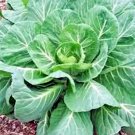 Collard Green Non Gmo Organic 50 Seeds