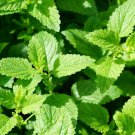 Peppermint Heirloom Organic Non Gmo 20 Seeds