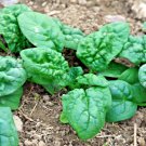 Spinach Long Standing Heirloom Organic Non Gmo 25 Seeds
