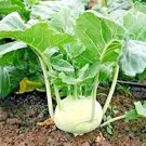 Kohlrabi Early White Vienna Organic Non Gmo, 25 Seeds,