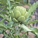 Artichoke Green Globe Heirloom Organic 20 Seeds