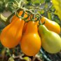 Yellow Pear Tomato Organic Non-Gmo 25 Seeds