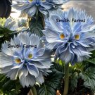 25 Seeds Blue Big Face Flowers Shaped As A Head Garden