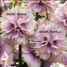 25 Seeds Purple Big Face Flowers Shaped As A Head Garden
