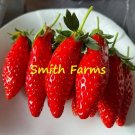 100 Seeds Banana Strawberry Edible Eating Plants Gardening