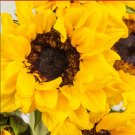 25 Seeds Frilly Sunflower Yellow Flower Garden Plant Ornamental Rare Non Gmo