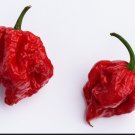 40 Seeds Fresh World's Hottest Rare Carolina Reaper Premium Pepper
