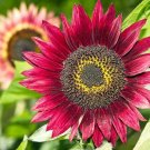25 Seeds Red Halo Sunflower Organic Non Gmo Flower Garden Plant Ornamental Rare