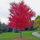 25 Seeds Red Japanese Maple Bonsai Tree Lawn Garden Plant Sornamental Rare
