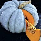 20 Seeds Blue Pumpkin Jarradale Queensland Cinderella Doll Rare