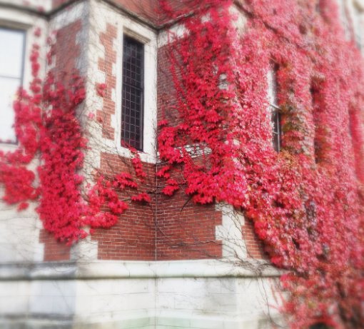25 Seeds&Acirc;&nbsp;Virginia Creeper Vine From US