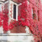 25 Seeds Virginia Creeper Vine From US