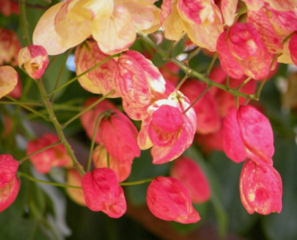 5 Seeds Red Shower Tree From US