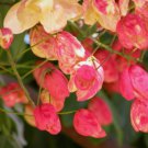 5 Seeds Red Shower Tree From US