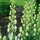 Bearded Monkshood Organic 5 seeds