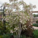 Yellowhorn Fruiting Shrub 4 Seeds From US