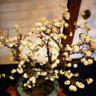 Mirabelle Plum Tree Organic 5 Seeds From US