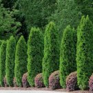 White Cedar Or Thuja occidentalis 50 seeds From US