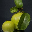 20 Seeds Lemon Guava