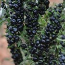 Black Goji Berry {Lycium ruthenicum} 10 Seeds